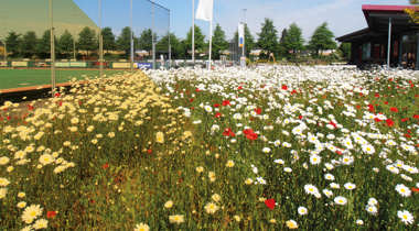 Bloemenveld met witte, gele en rode bloemen naast een sportveld met hekwerk en gebouwen op de achtergrond.