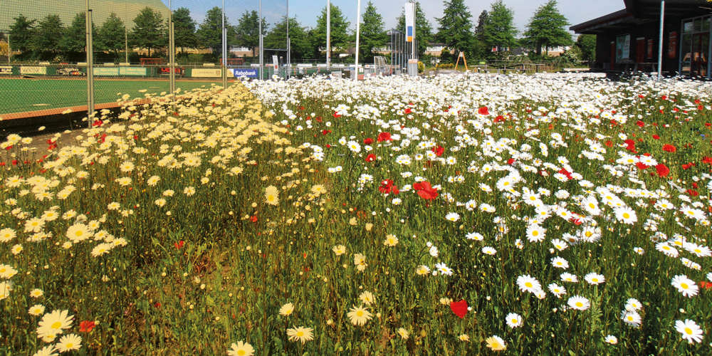 Bloemenveld met witte, gele en rode bloemen naast een sportveld met hekwerk en gebouwen op de achtergrond.