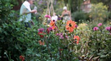 Close-up van kleurrijke bloemen in een groene tuin met mensen op de achtergrond.