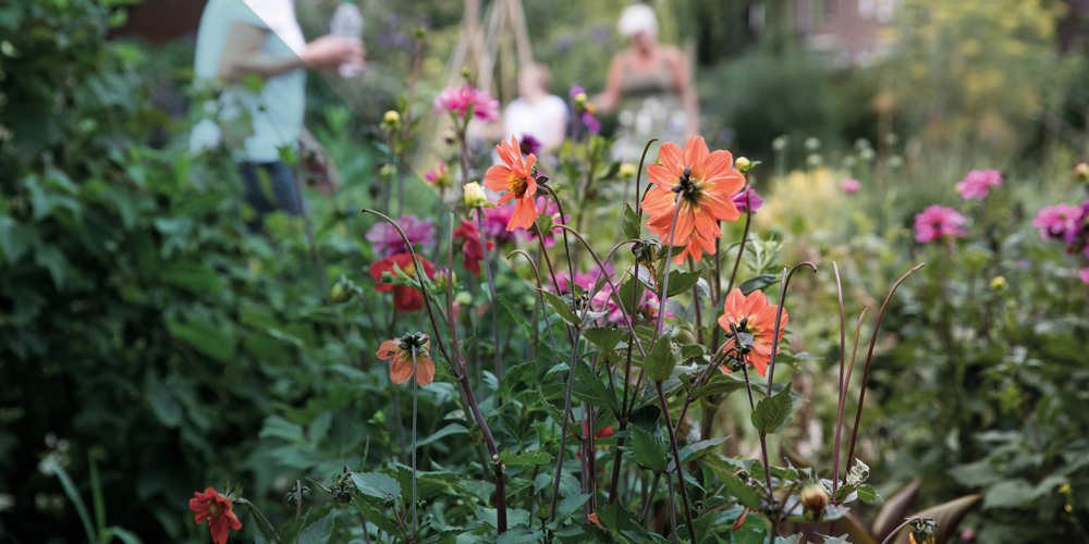 Close-up van kleurrijke bloemen in een groene tuin met mensen op de achtergrond.