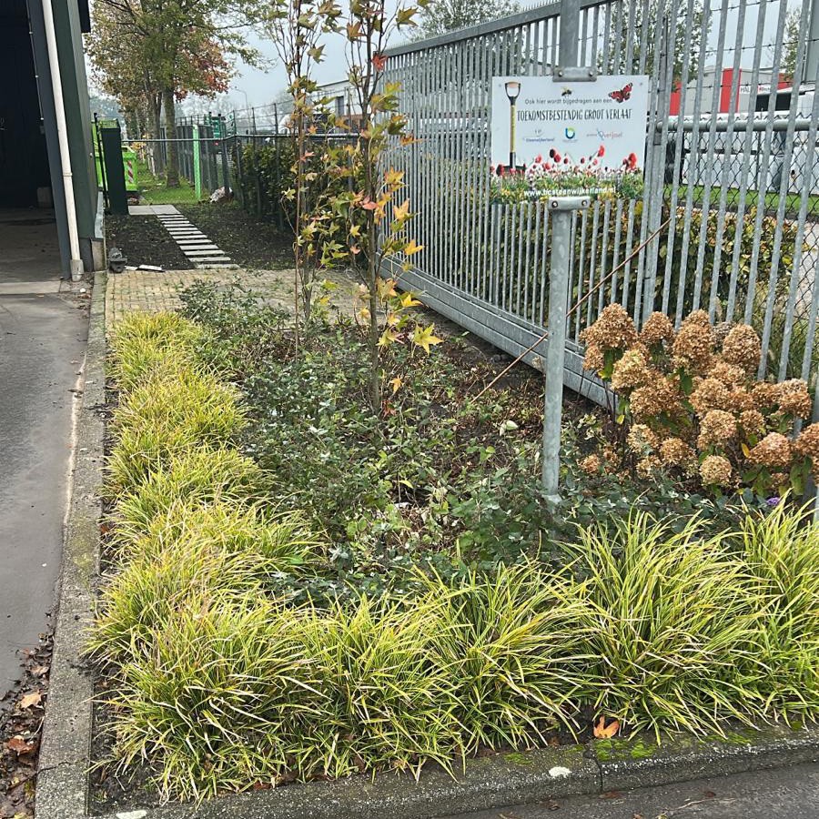 Groenstrook langs een hek met siergrassen, jonge bomen en verdorde hortensia’s.