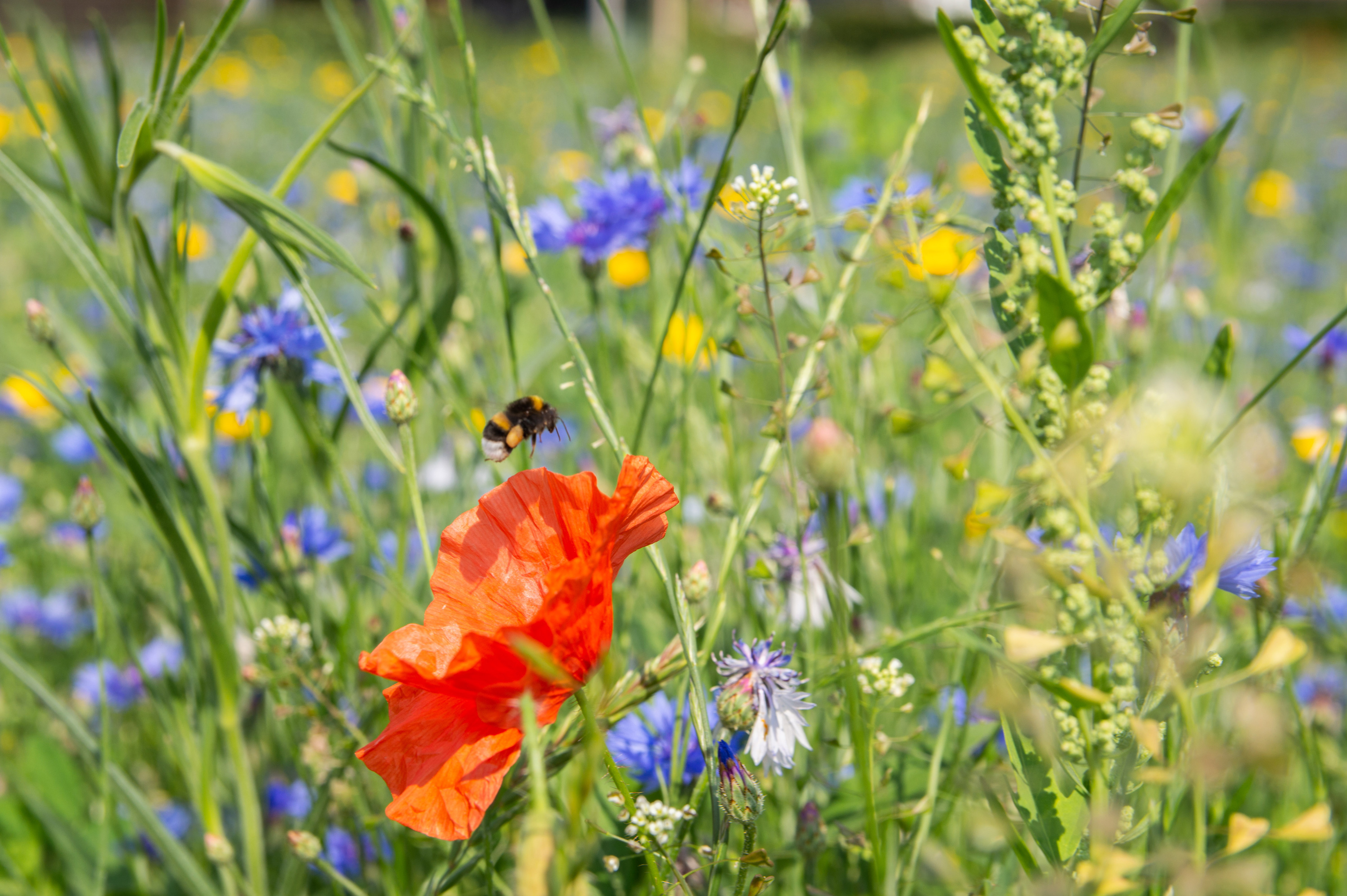 hoog gras met paarse, gele en rode bloemen