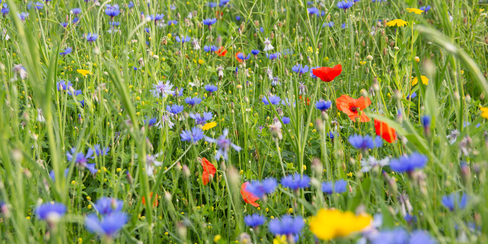 hoog gras met paarse, gele en rode bloemen