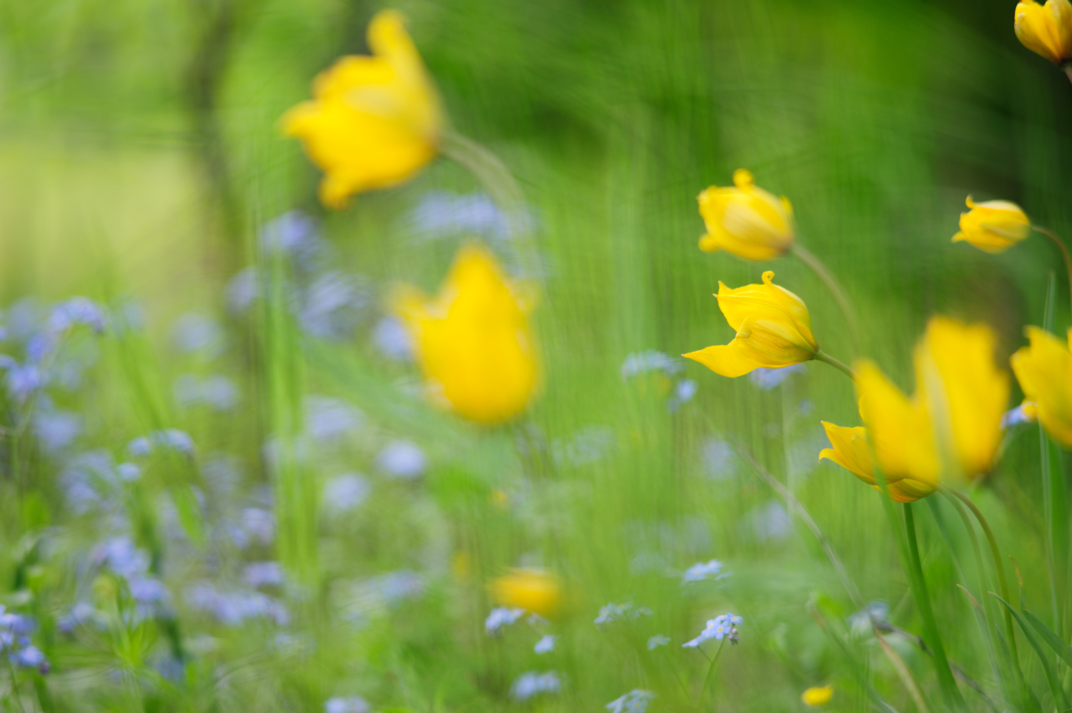 Close-up van gele wilde tulpen in een groen veld, met ook nog planten met kleine paarse bloemetjes.