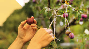 Close-up van handen die pruimen plukken.