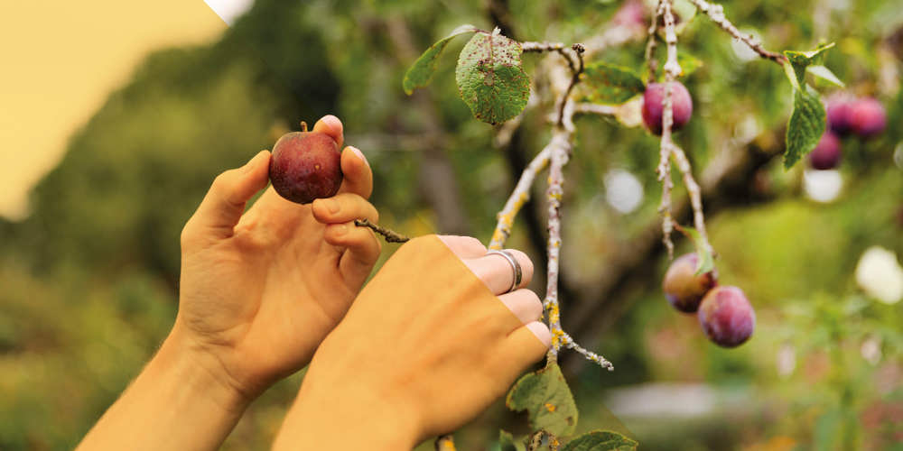 Close-up van handen die pruimen plukken.