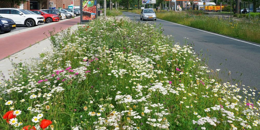 Berm vol wilde bloemen tussen een autoweg en fietspad