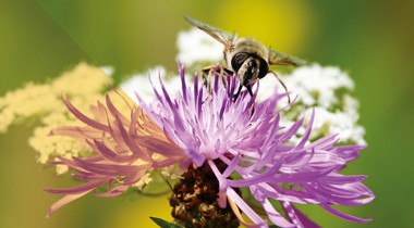 Bij op paarse bloem in zomerse omgeving