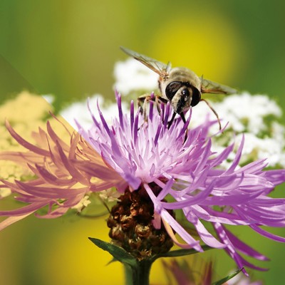 Bij op paarse bloem in zomerse omgeving