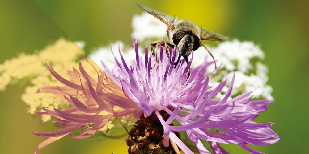 Bij op paarse bloem in zomerse omgeving