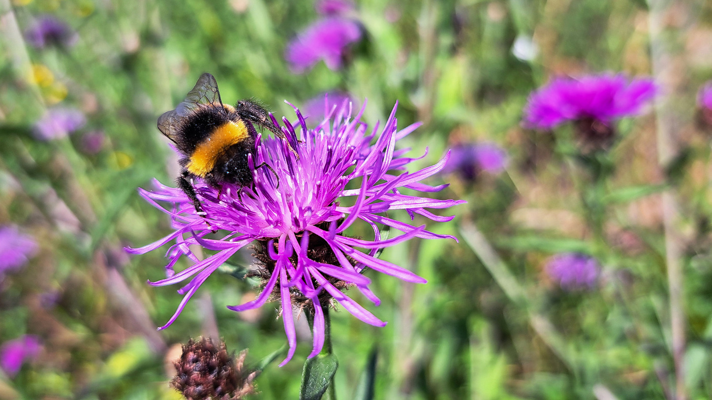 Hommel op bloem knoopkruid