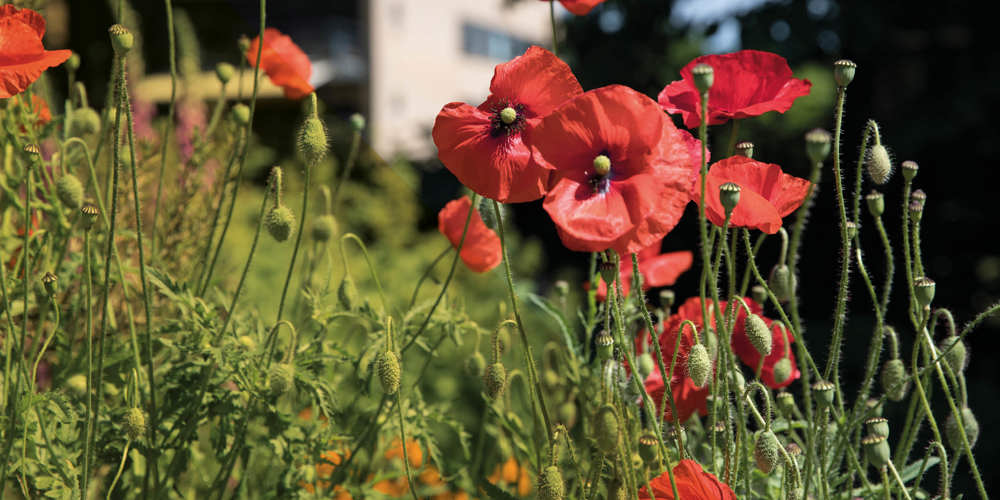 Close-up van rode klaprozen in een groene tuin, met een gebouw op de achtergrond.