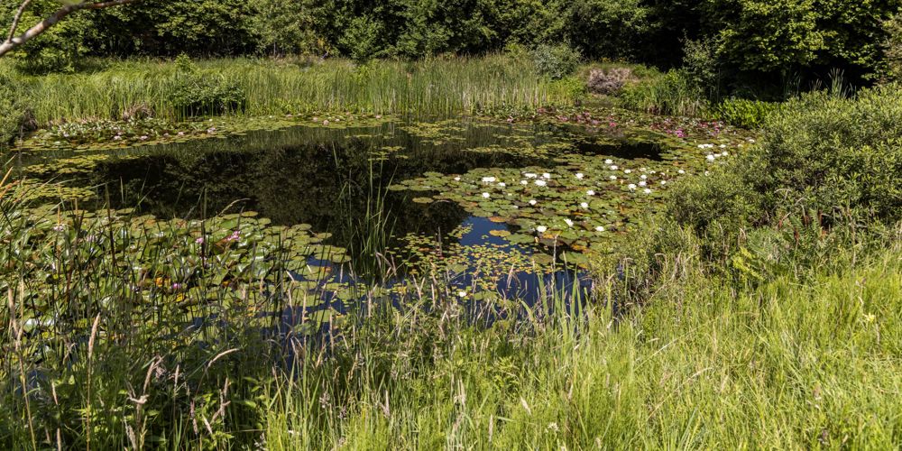 Vijver in bosachtige tuin