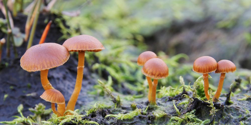 fotos van oranjebruine paddenstoelen en mos