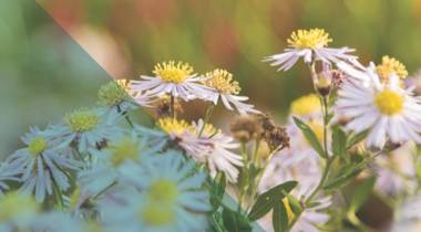 Lichtpaarse bloemen met gele harten in volle bloei.