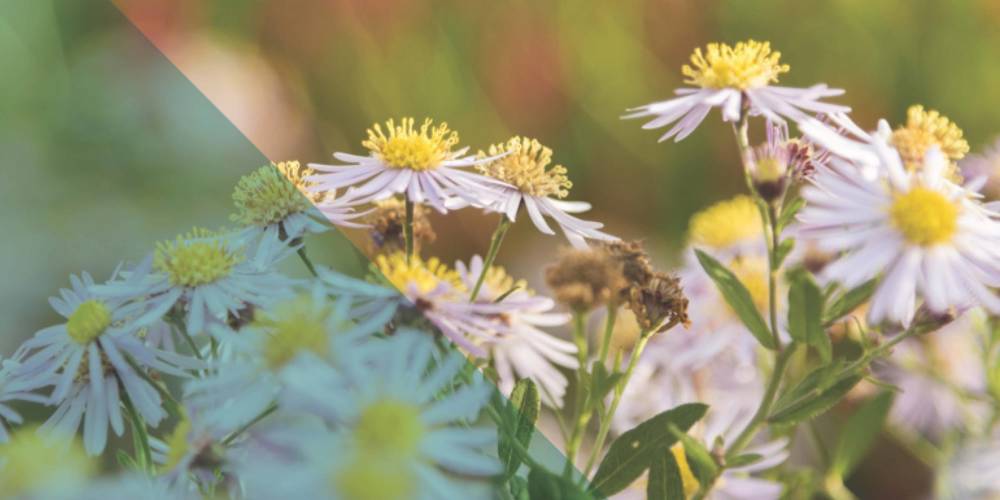 Lichtpaarse bloemen met gele harten in volle bloei.