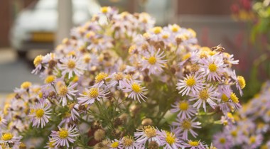 Close-up van paarse bloemen met een geel hart. Een bij komt net aanvliegen.