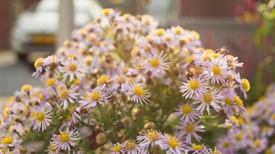 Close-up van paarse bloemen met een geel hart. Een bij komt net aanvliegen.