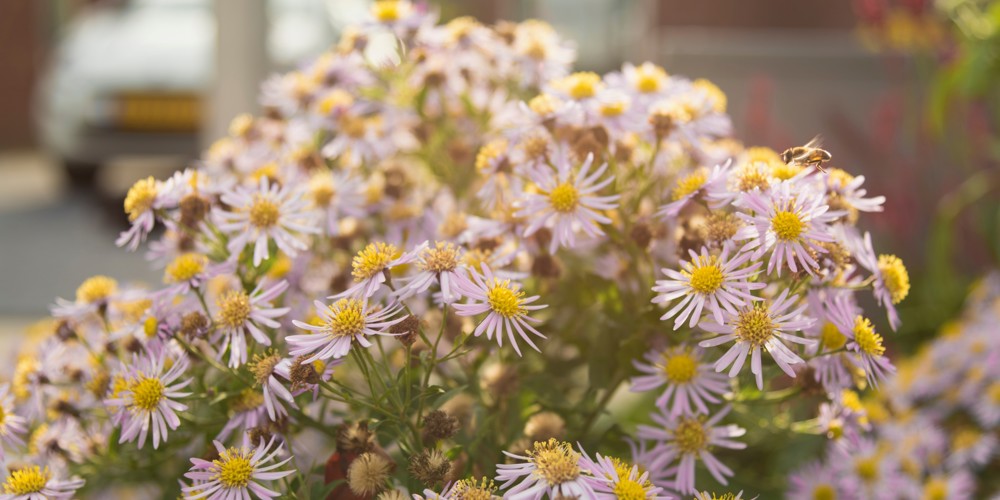 Close-up van paarse bloemen met een geel hart. Een bij komt net aanvliegen.