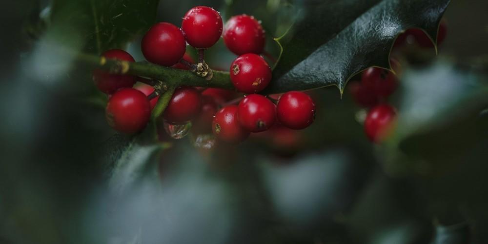 Rode bessen aan een tak van een hulst met donkergroene, stekelige bladeren.