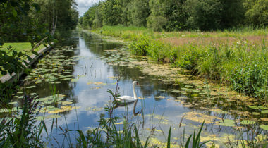 sloot met lelieblad en zwaan erin omringd door bomen