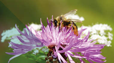 Een bij verzamelt nectar van een paarse bloem.