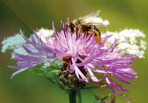 Een bij verzamelt nectar van een paarse bloem.
