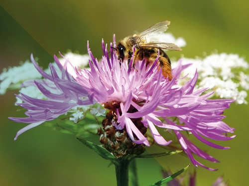 Een bij verzamelt nectar van een paarse bloem.