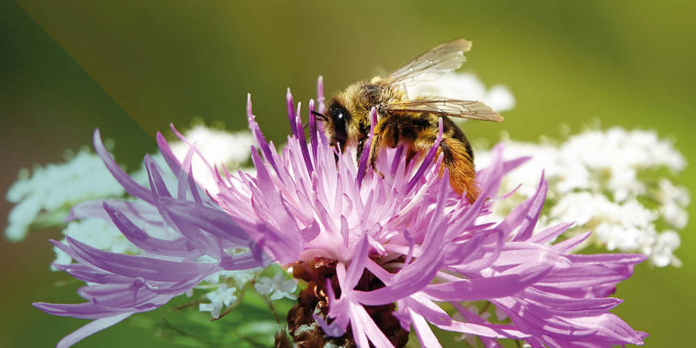 Een bij verzamelt nectar van een paarse bloem.