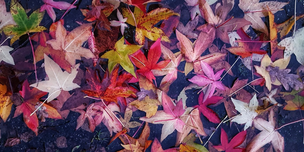 herfstbladeren in water in de kleuren rood oranje bruin en groen