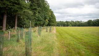 Rij jonge bomen met groen beschermingsgaas langs de rand van een grasveld, naast een bosrand onder een bewolkte lucht.