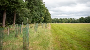 Rij jonge bomen met groen beschermingsgaas langs de rand van een grasveld, naast een bosrand onder een bewolkte lucht.