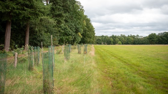 Rij jonge bomen met groen beschermingsgaas langs de rand van een grasveld, naast een bosrand onder een bewolkte lucht.