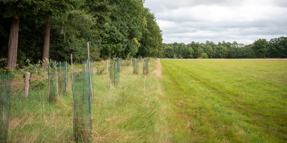 Rij jonge bomen met groen beschermingsgaas langs de rand van een grasveld, naast een bosrand onder een bewolkte lucht.