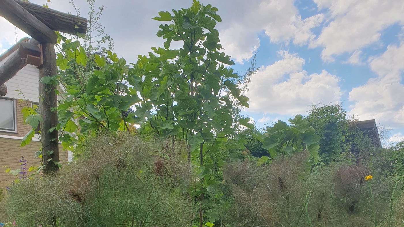Hoge groene struiken met daarvoor een plant met fijne dunne takjes. Rechts een gele bloem in de knop en links een stukje van een pergola van houten palen, waar planten overheen kunnen groeien. Op de achtergrond een deel van het huis en een blauwe lucht met witte wolken.