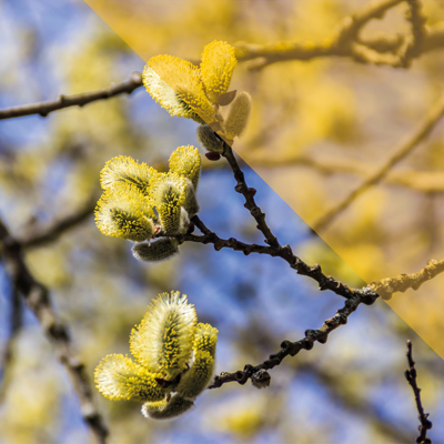 Bloesem katjes aan een takje