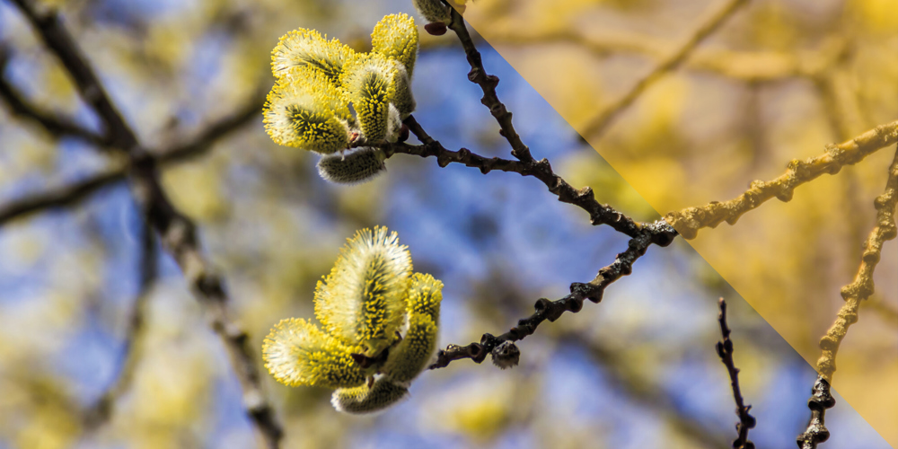 Bloesem katjes aan een takje