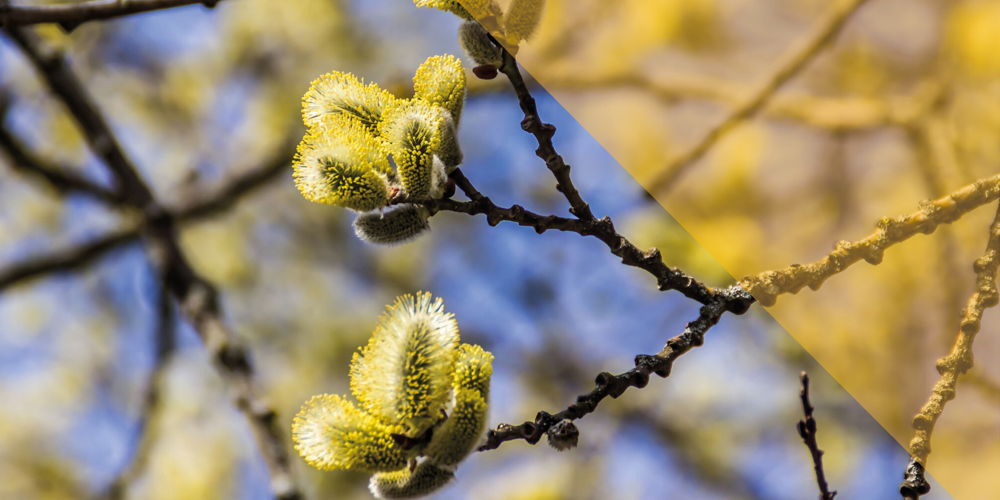Bloesem katjes aan een takje