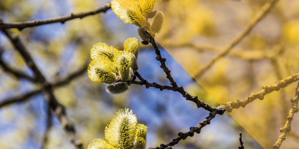 Bloesem katjes aan een takje