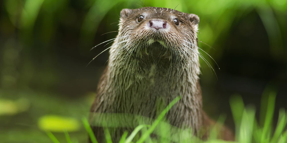 Otter  ©Ronald Messemaker