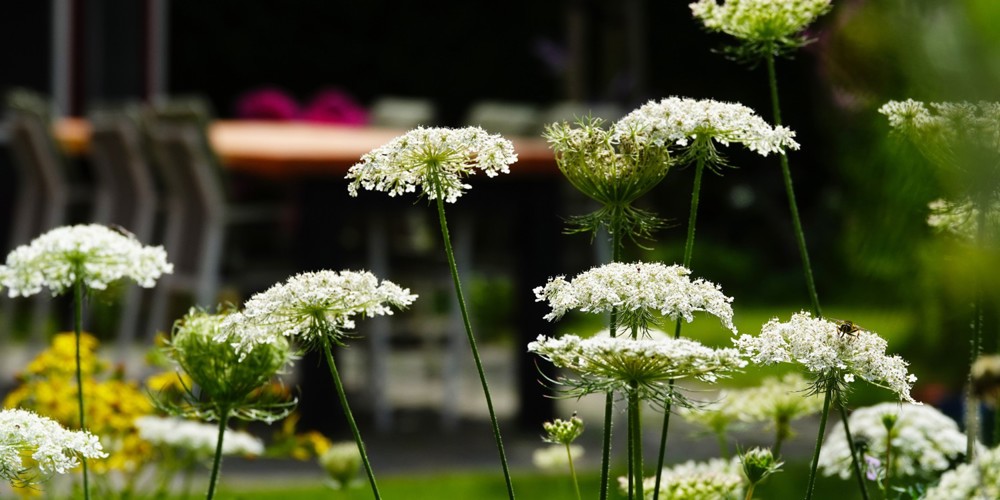 Witte schermbloemen (wilde peen) in een tuin, met een houten tafel en stoelen op de achtergrond.