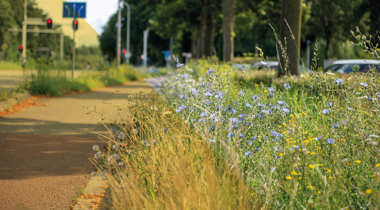 Bermen langs een weg met bloeiende wilde bloemen en gras, naast een fietspad en bomenrij, met verkeerslichten in de verte.