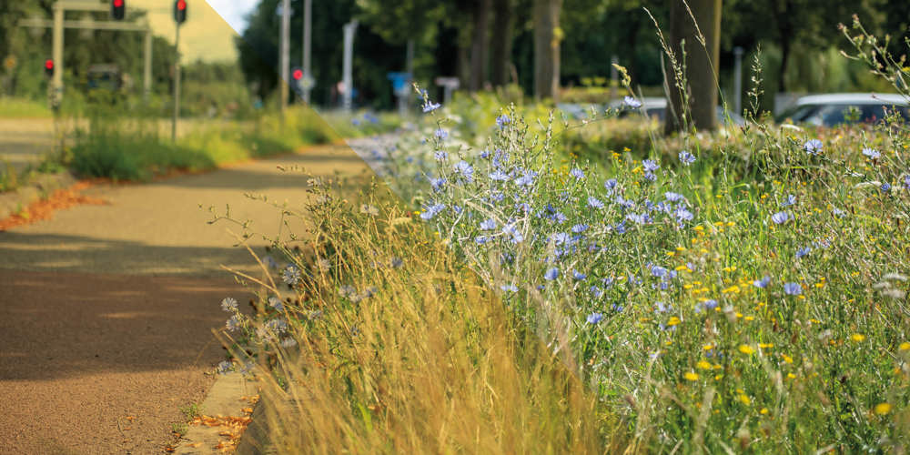 Bermen langs een weg met bloeiende wilde bloemen en gras, naast een fietspad en bomenrij, met verkeerslichten in de verte.
