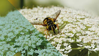 Een insect op een witte bloem, met de foto deels in natuurlijke kleuren en deels met een blauwe kleurfilter.