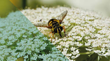 Een insect op een witte bloem, met de foto deels in natuurlijke kleuren en deels met een blauwe kleurfilter.