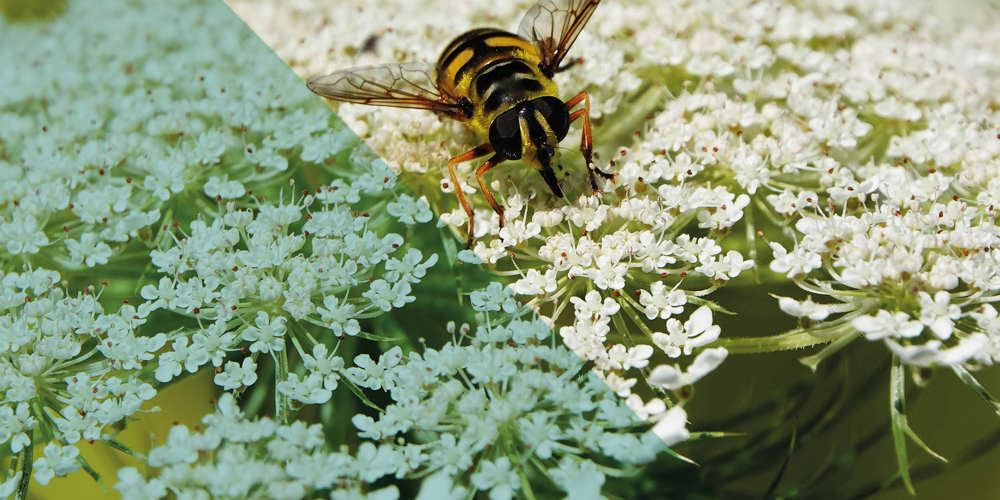 Een insect op een witte bloem, met de foto deels in natuurlijke kleuren en deels met een blauwe kleurfilter.