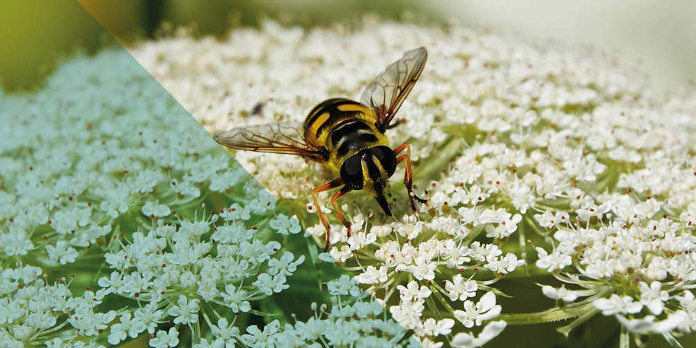 Een insect op een witte bloem, met de foto deels in natuurlijke kleuren en deels met een blauwe kleurfilter.
