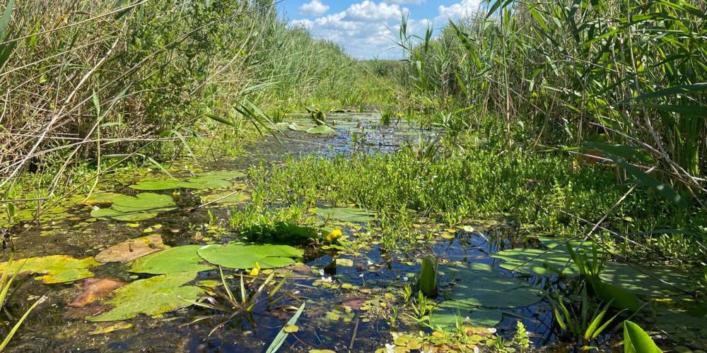 Moerassig natuurgebied met waterplanten, riet en groene vegetatie onder een blauwe lucht met wolken.