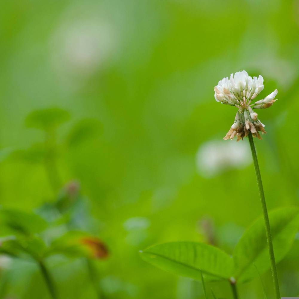 Witte klaverbloem tussen groen gras, close-up