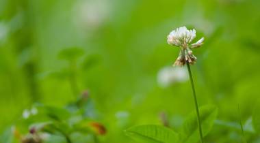 Witte klaverbloem tussen groen gras, close-up
